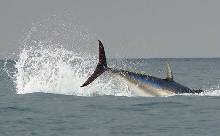 Large fish diving into sea with tail visible above the water