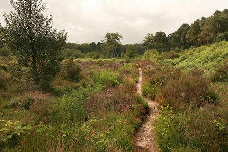 Path through lowland heath at DWT's Bystock Pools nature reserve