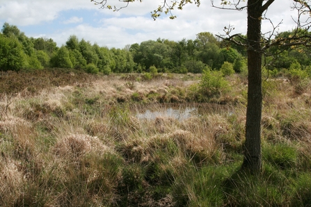 Lowland heath and pond at Chudleigh Knighton Heath nature reserve