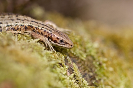 Common lizard