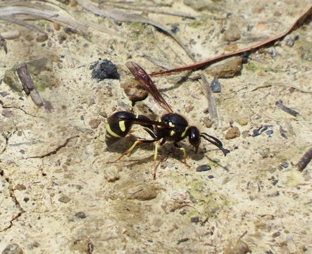 Heath potter wasp collecting clay at Bovey Heathfield nature reserve