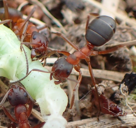 Narrow-headed ant preying on caterpillar at Chudleigh Knighton Heath
