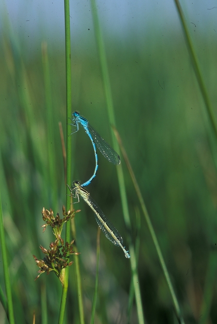 Southern damselflies mating on a stem (Steve Day)