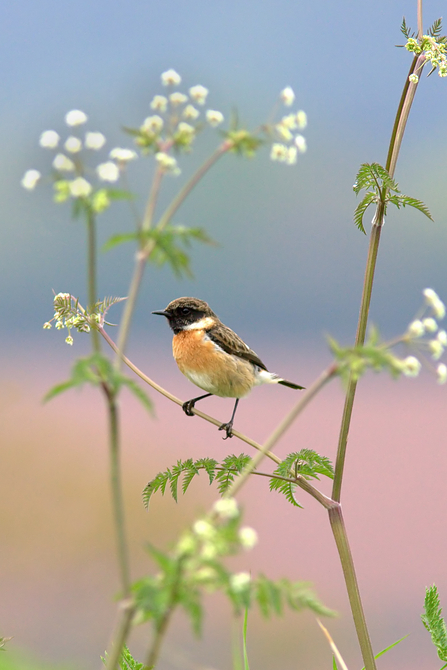 Male stonechat perched on stem