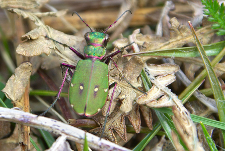 Green tiger beetle