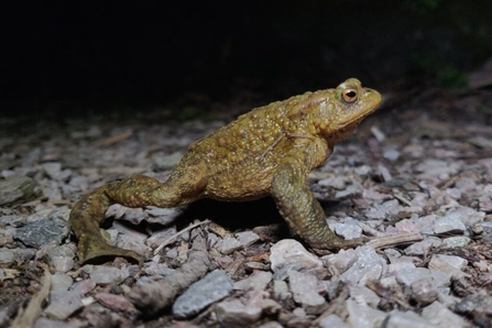 Toad walking across wood chip