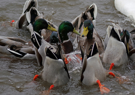 Male and female mallard ducks in water with some of them upside down