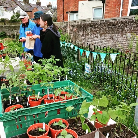 A stall with lots of small plants for sale, people gathered around looking at them