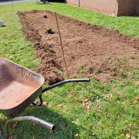 Wildflower patch in process of being sown, wheelbarrow to the side of patch