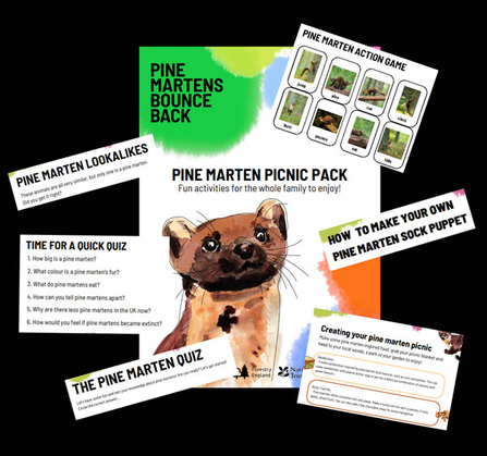 Download the Pine Marten Nature Activity Pack