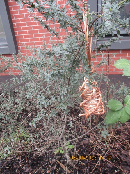 Willow bird feeder on bush
