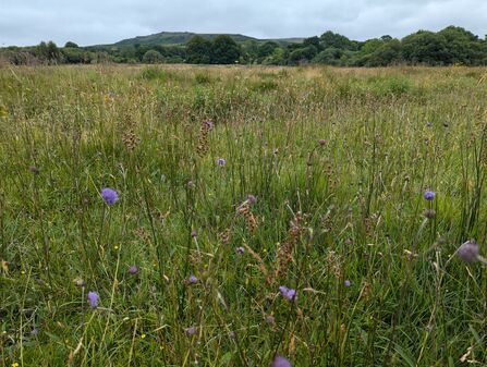Devil's-bit scabious at Collaven Moor