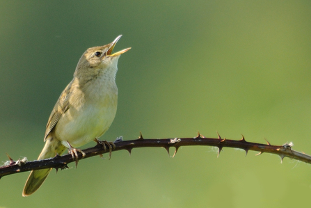 Grasshopper warbler