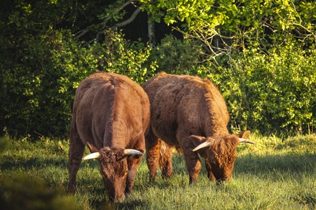 two brown cows grazing in a field