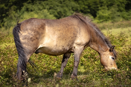 pony grazing at Bystock