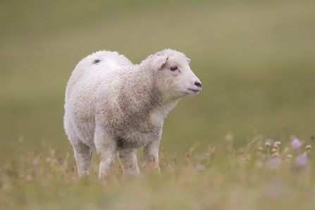 young sheep in field looking right