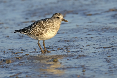Grey plover stood on the shoreline