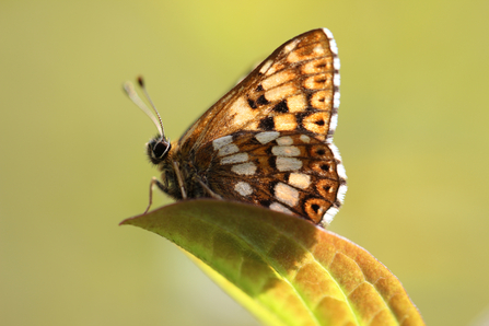 Duke of Burgundy butterfly sat on a leaf