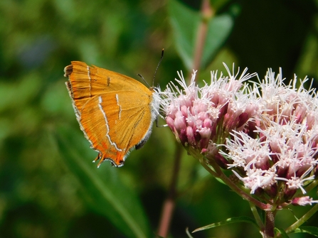 brown haristreak butterfly