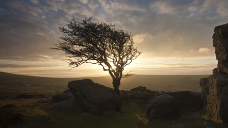 a windswept tree on Dartmoor with the sunrise behind