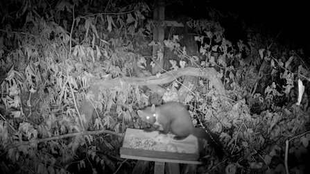a pine marten within a release pen, sat on the feeding table eating nuts