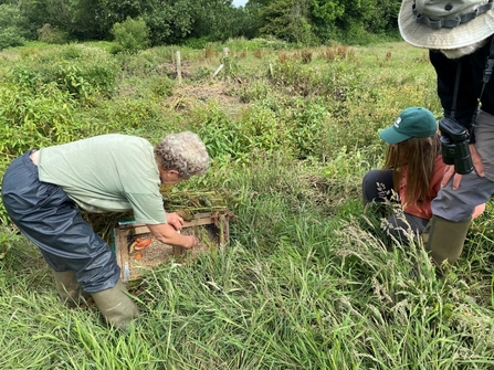 Water vole release