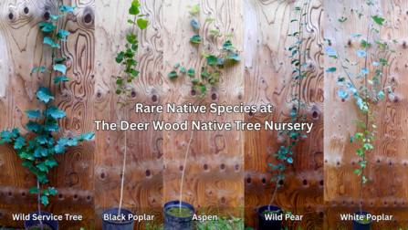 Rare Native Species at Deer Wood Tree Nursery