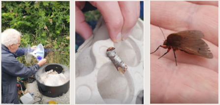 Common Flora moth photos