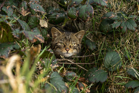 the face of a wildcat poking out of a bush, looking directly at camera