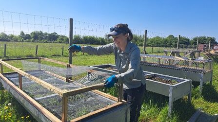 Anna stood over a crate with the tree saplings she so tenderly cares for