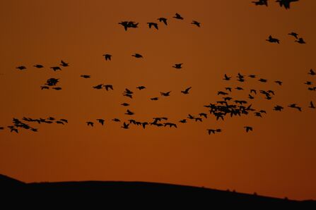 barnacle geese migrating through an amber sky, silhouettes of hills beyond