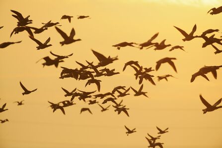dark bellied brent geese flying