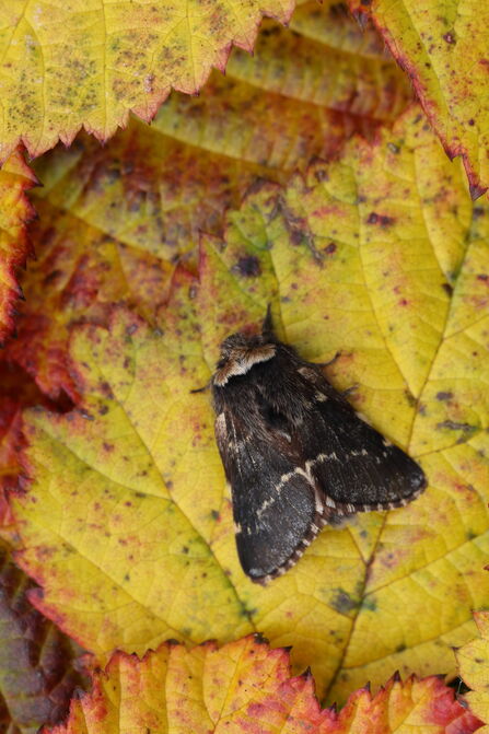 Taking wing in winter | Devon Wildlife Trust