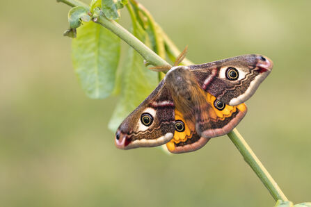 Marching on with moths | Devon Wildlife Trust