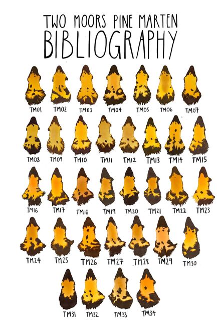 the individual bib patterns of the pine martens released on Dartmoor and Exmoor