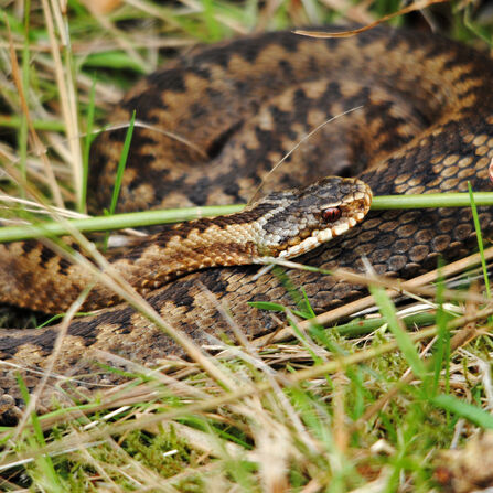 Adder