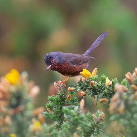Dartford Warbler 