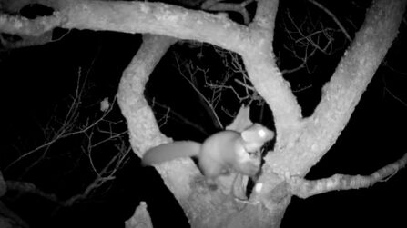 A pine marten perched in a tree, ready to jump to a nearby branch. Recorded on a camera trap at night.