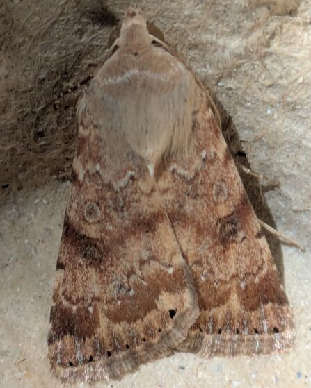 a brown moth with a furry head