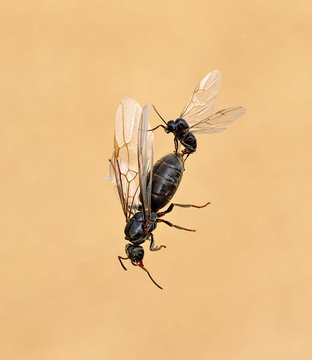 two flying ants mating, the female is much larger than the male