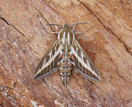 on a large branch, the stripy moth with is wins slightly open