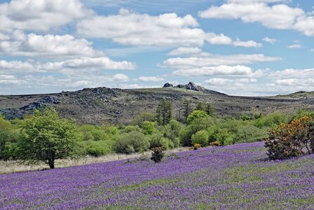 Emsworthy bluebells