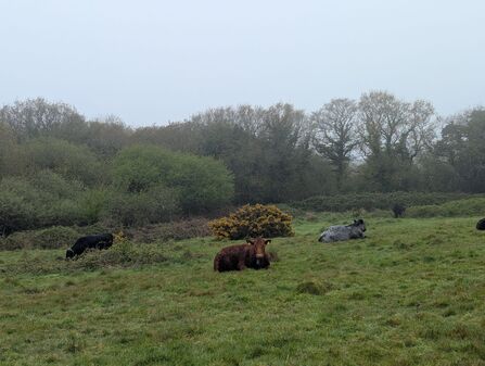 Cows laying down in the meadow on a drizzly day
