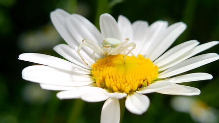 Female Flower Crab Spider on Daisy flower head up close
