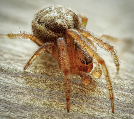 Missing Sector Orb Weaver up close