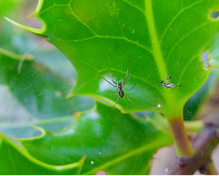 Money Spider up close in it's web