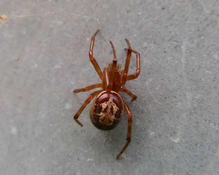 Noble False Widow (female) up close