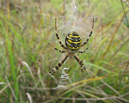 Wasp spider 5:4 ratio (1280x1024 pixels)