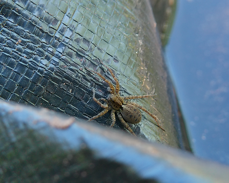 Wolf Spider up close near water on tarpaulin