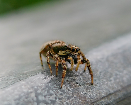 Zebra Jumping Spider up close on metal post
